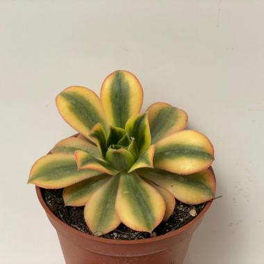 Aeonium starburst